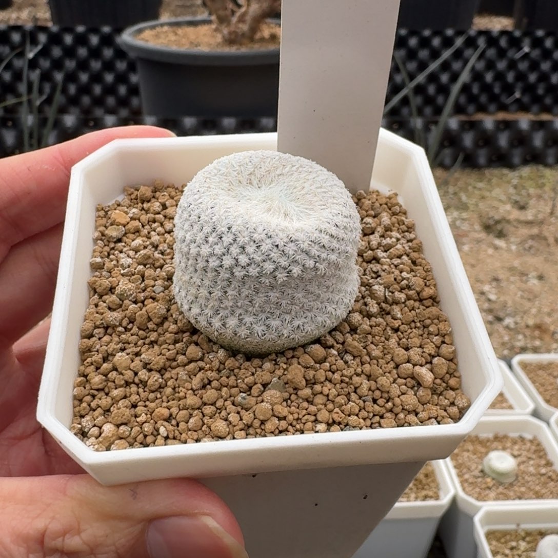 自根小人帽子一物一拍多肉植物