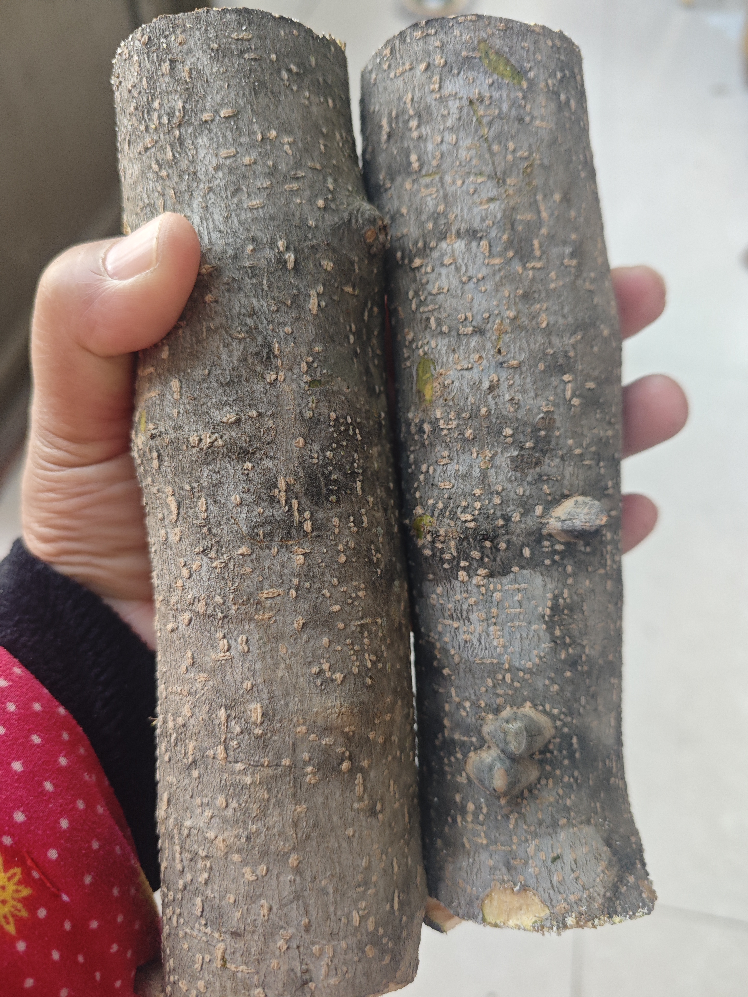 花椒木宝宝婴儿磨牙棒玩具花椒树枝花椒木原木雕刻制作工具可咬