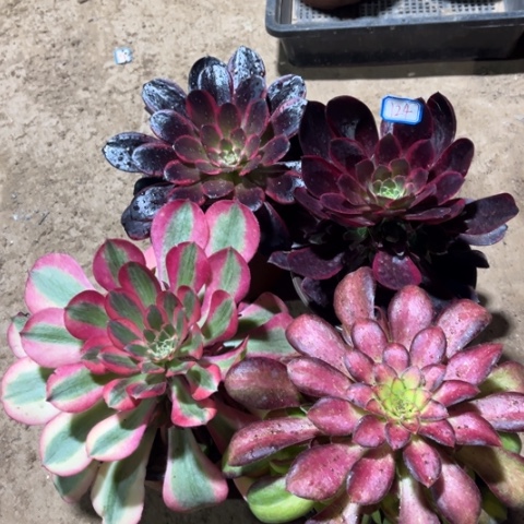124多肉植物组合