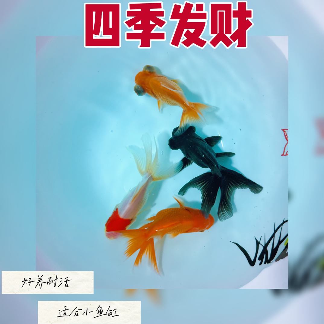 4-6cm四季发财4条冷水观赏鱼好养耐活多种品种金鱼鱼苗鱼观赏鱼