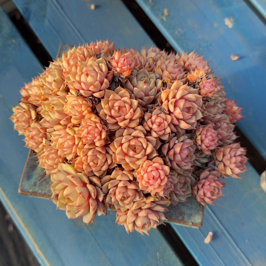 糖心笨吧老桩一物一拍