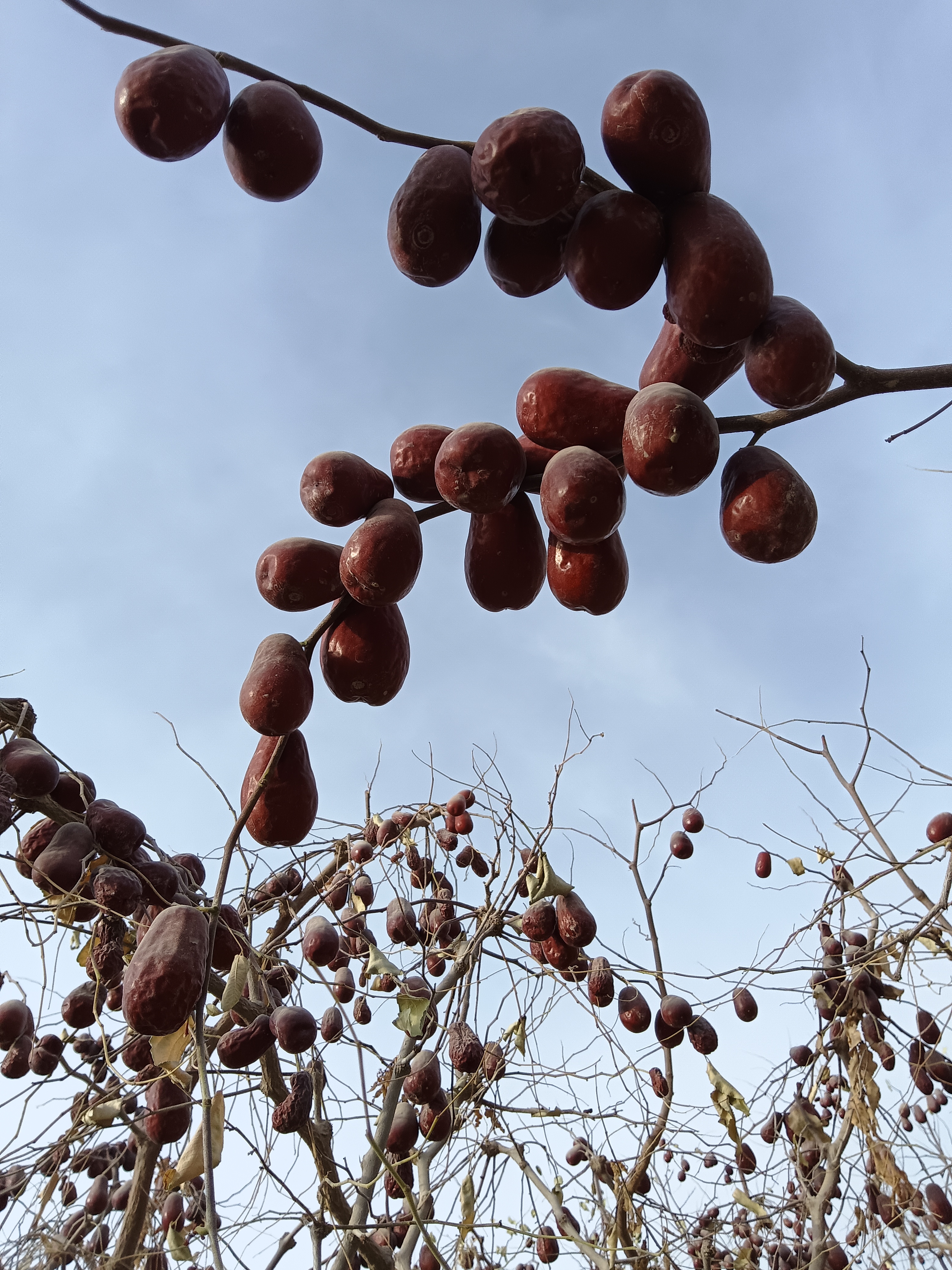 新疆和田大枣（二三级混装）原生态吊干红枣树上自然风干
