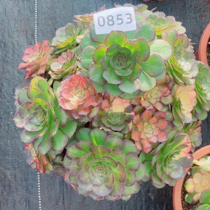 海王七彩多肉发货发货