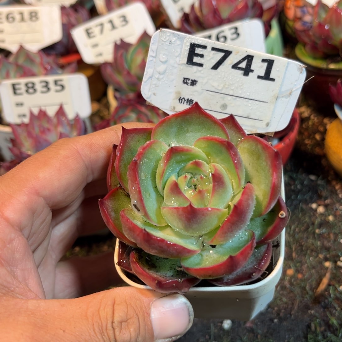 惊鸿一瞥741号多肉