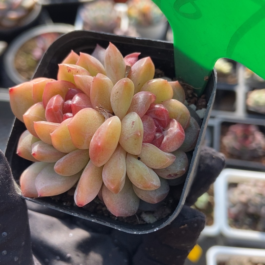 987琴心多肉植物保护