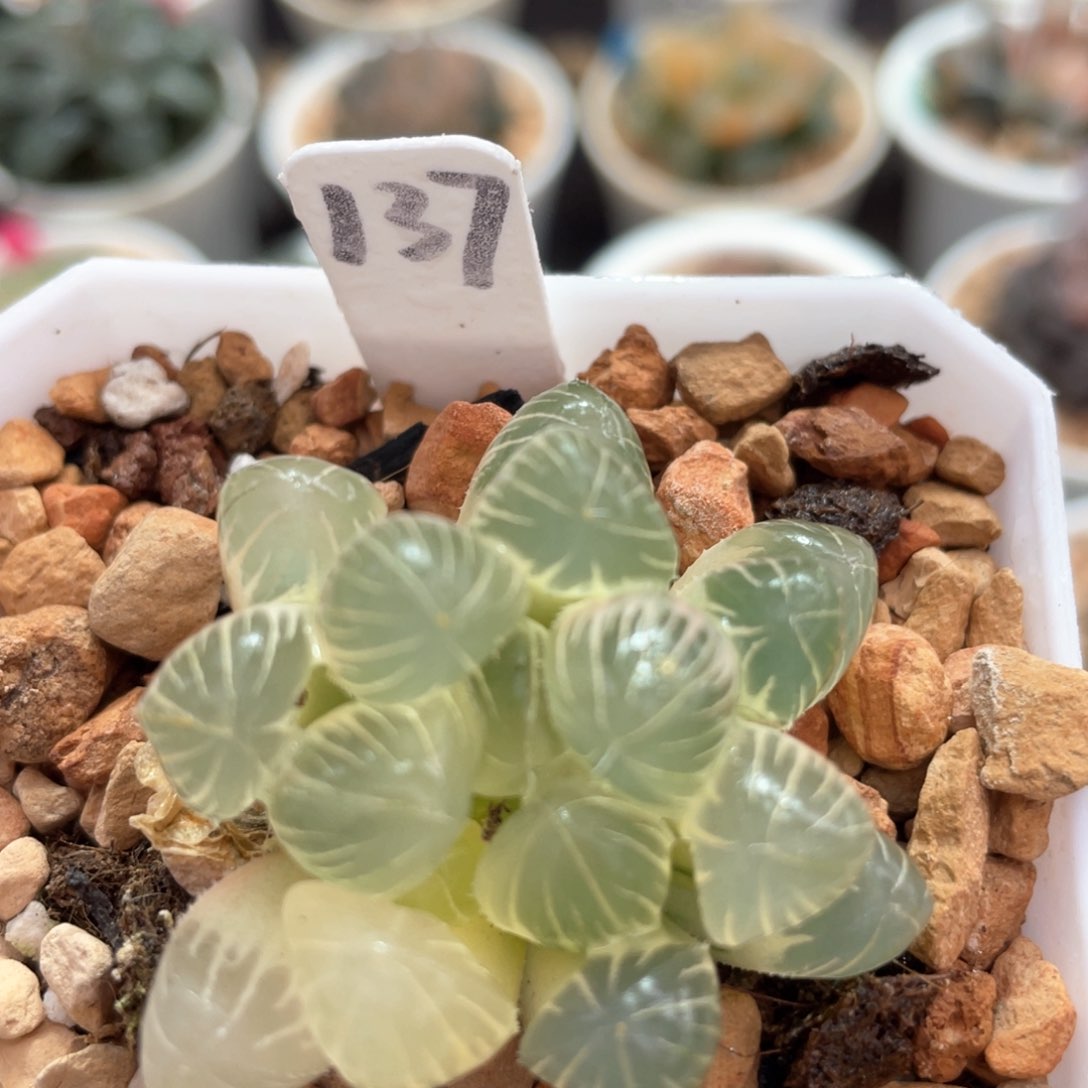 137糊斑孙灯锦。          