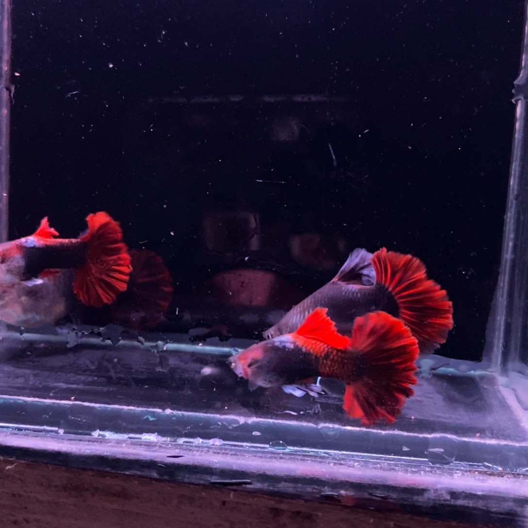林***淼孔雀鱼菊花帆两对