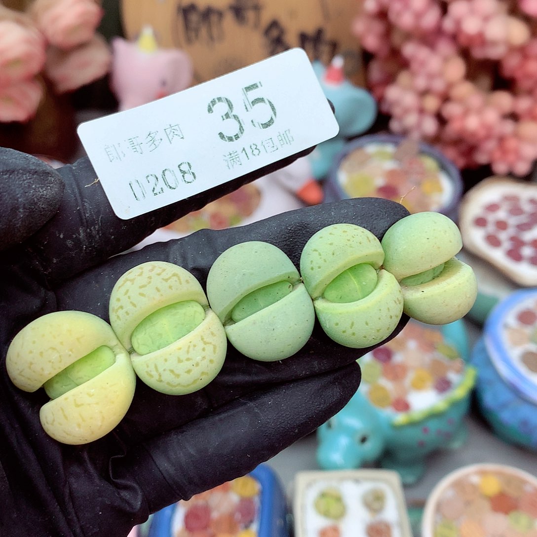 生石花满18包邮8-35