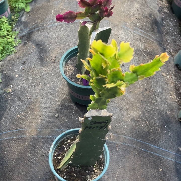 杨***姐70号2277，重瓣，8888