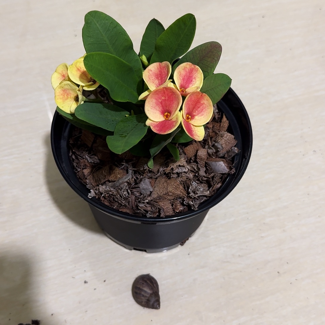 s***龙完全开放艾玛丽直播间一物一拍