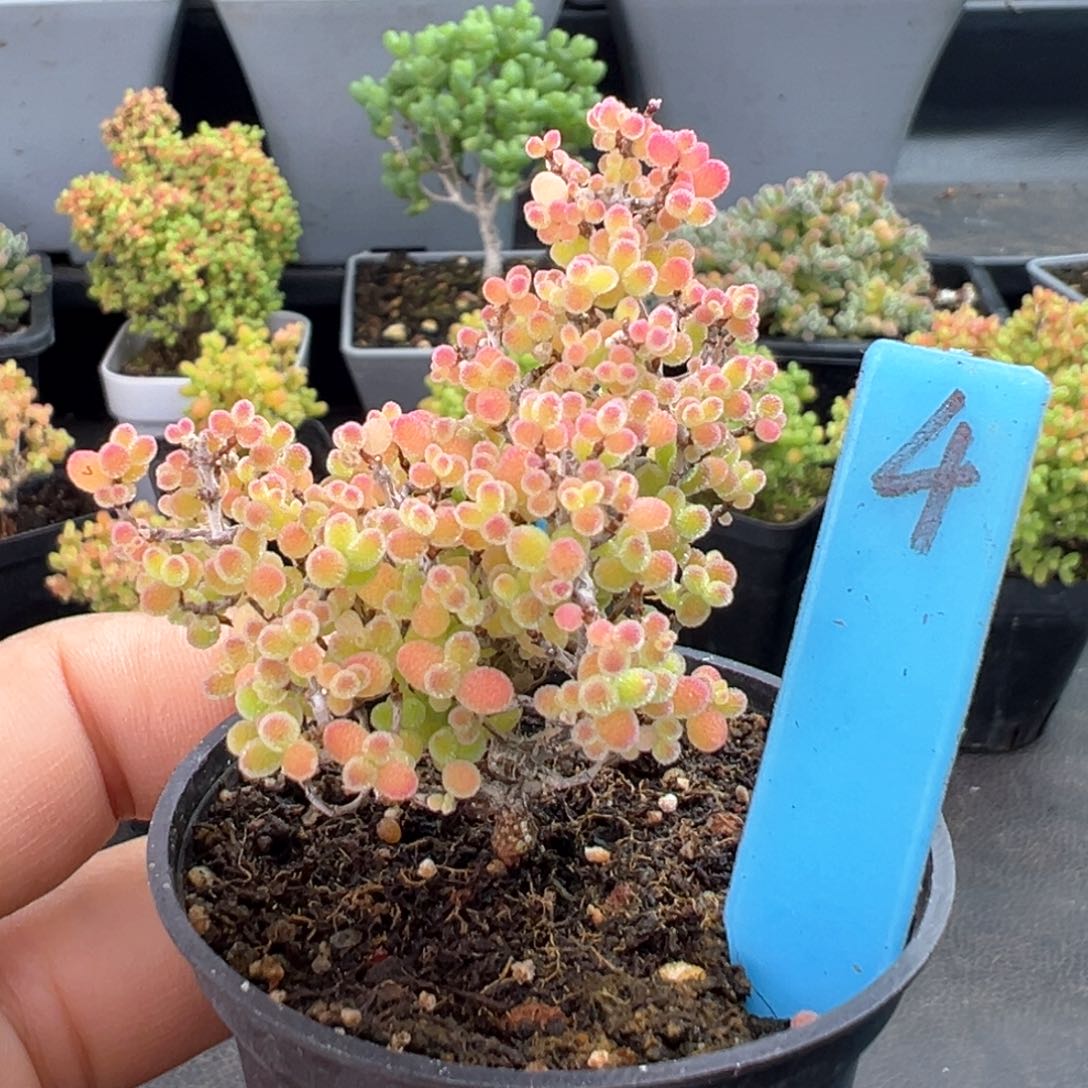 精控蜜橘月亮款4号