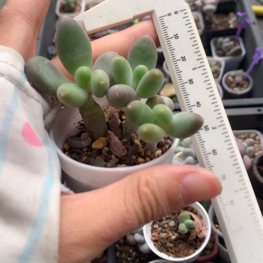 芒果奶金蝉有锦叶的