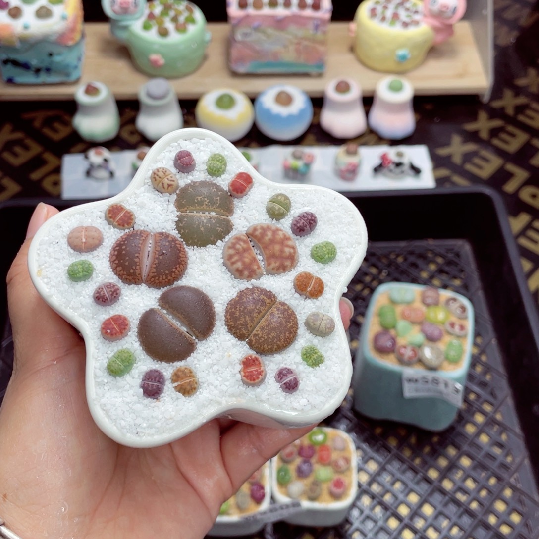 w5816 开播福利 带盆土发货一物一拍