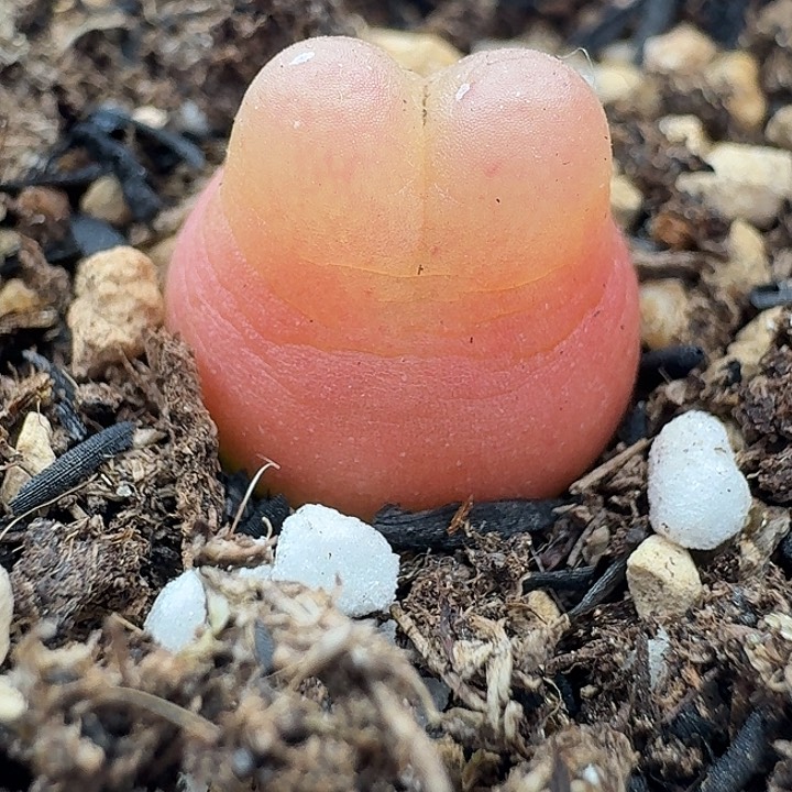 老马生石花拉登2221