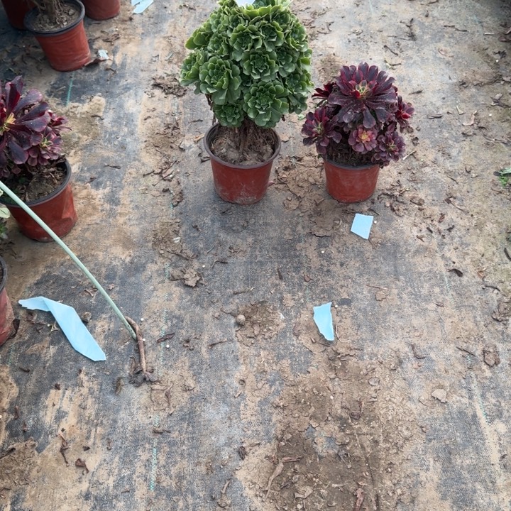 一单包邮不包侧枝28