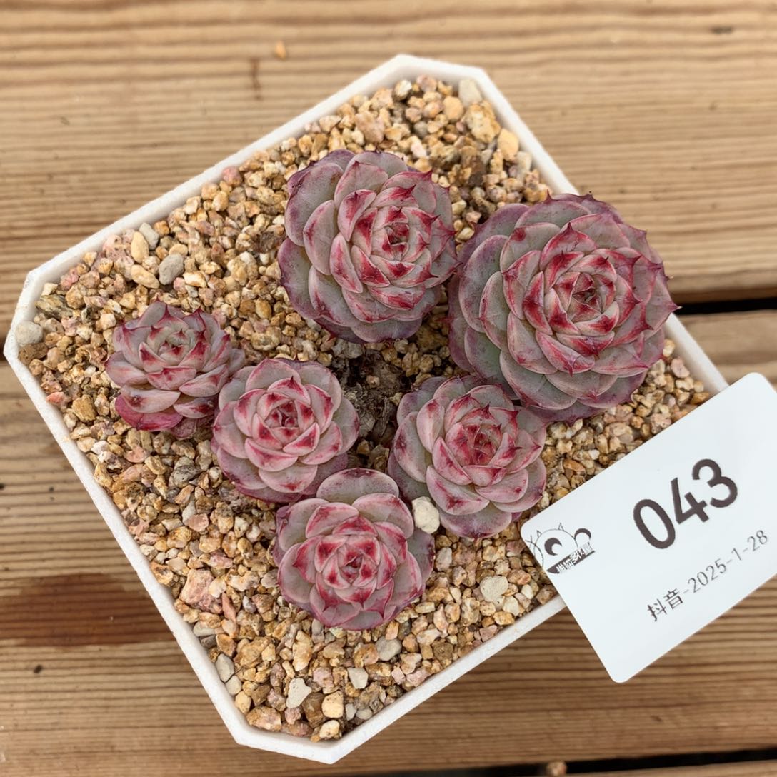 043号   000000多肉