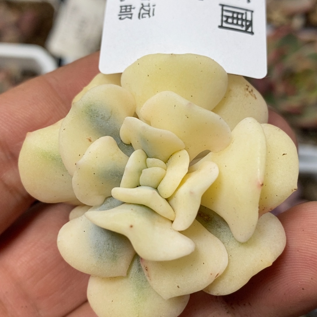 727雪精灵锦单头刚出根