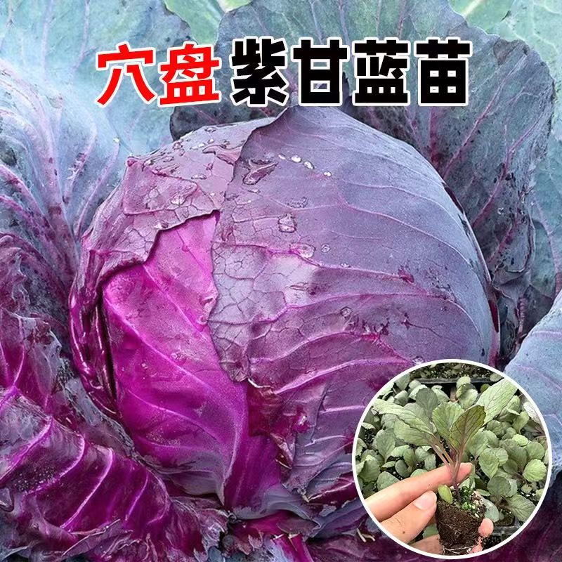 紫甘蓝秧苗紫甘蓝包菜苗卷心活苗春秋盆栽高产蔬菜苗新鲜包头菜苗