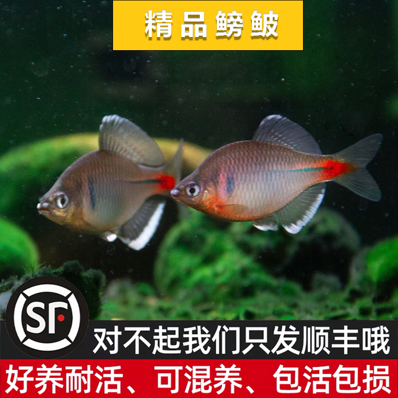 白边鳑皮好养耐活鰟鮍鱼观赏鱼原生鱼群游冷水鱼溪流鱼免加温皮实