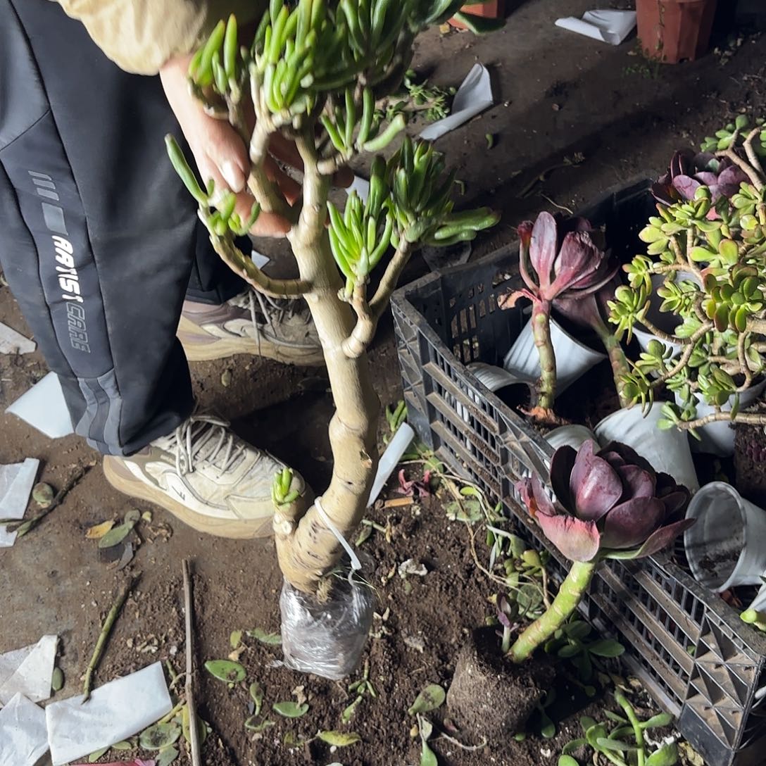 夜***思6795吸财树带土球发不售后