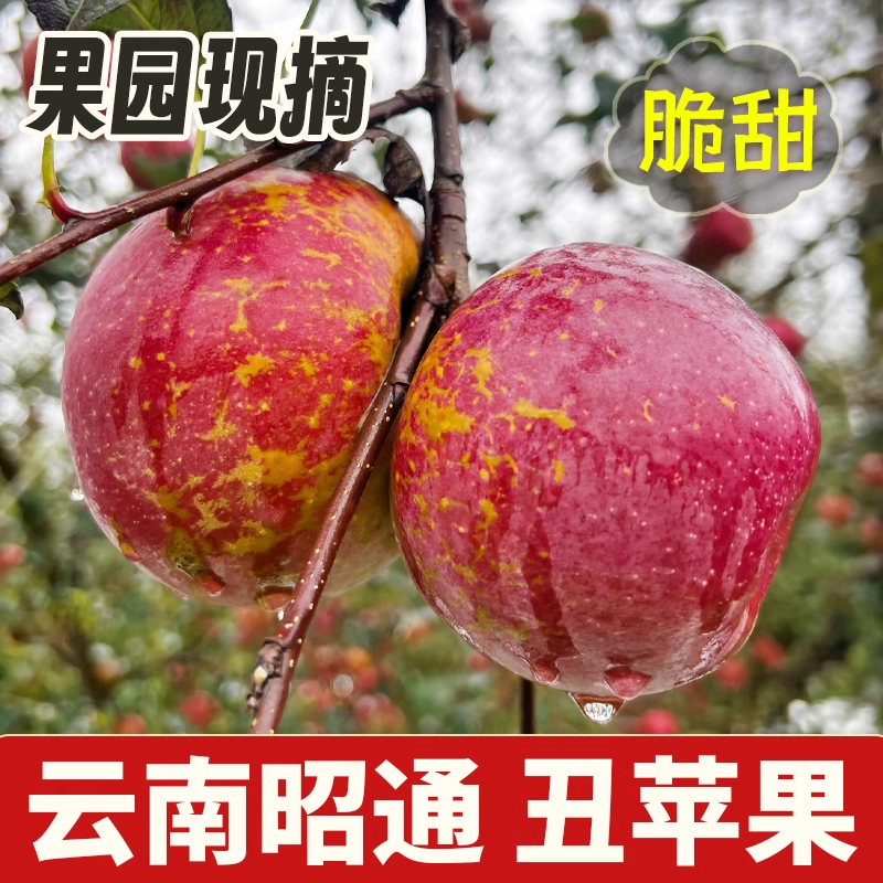 【丑苹果】云南昭通冰糖心丑苹果新鲜脆甜多汁红富士现摘现发