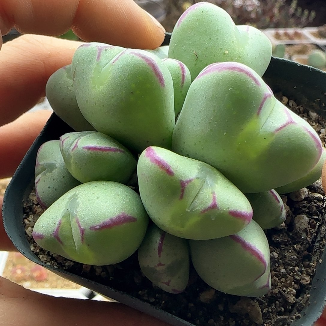 28包邮脱土发货31020