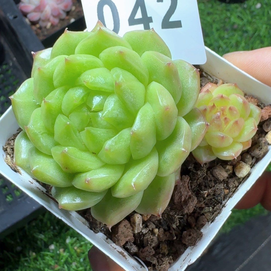 灯泡珍妮         多肉植物