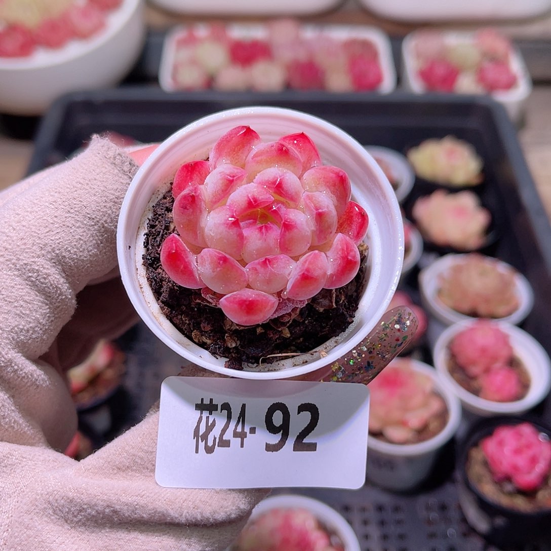 花利美24-92新品单头