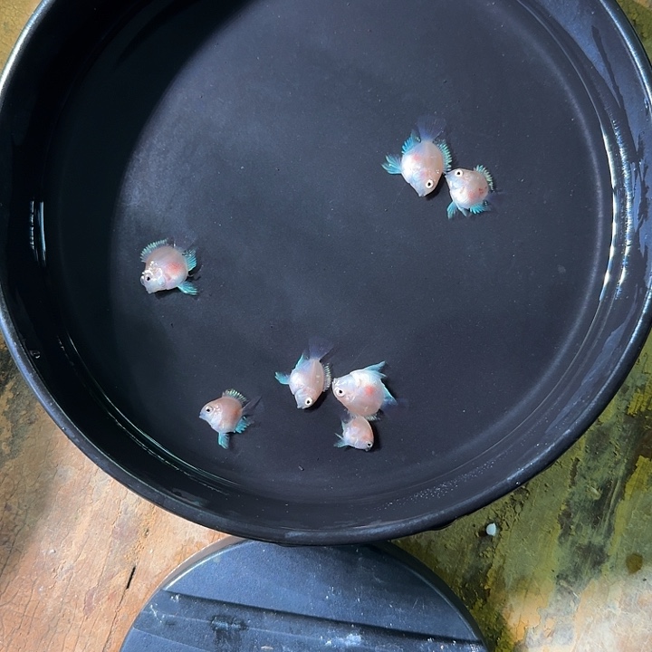 海水鱼胭脂苗6送1