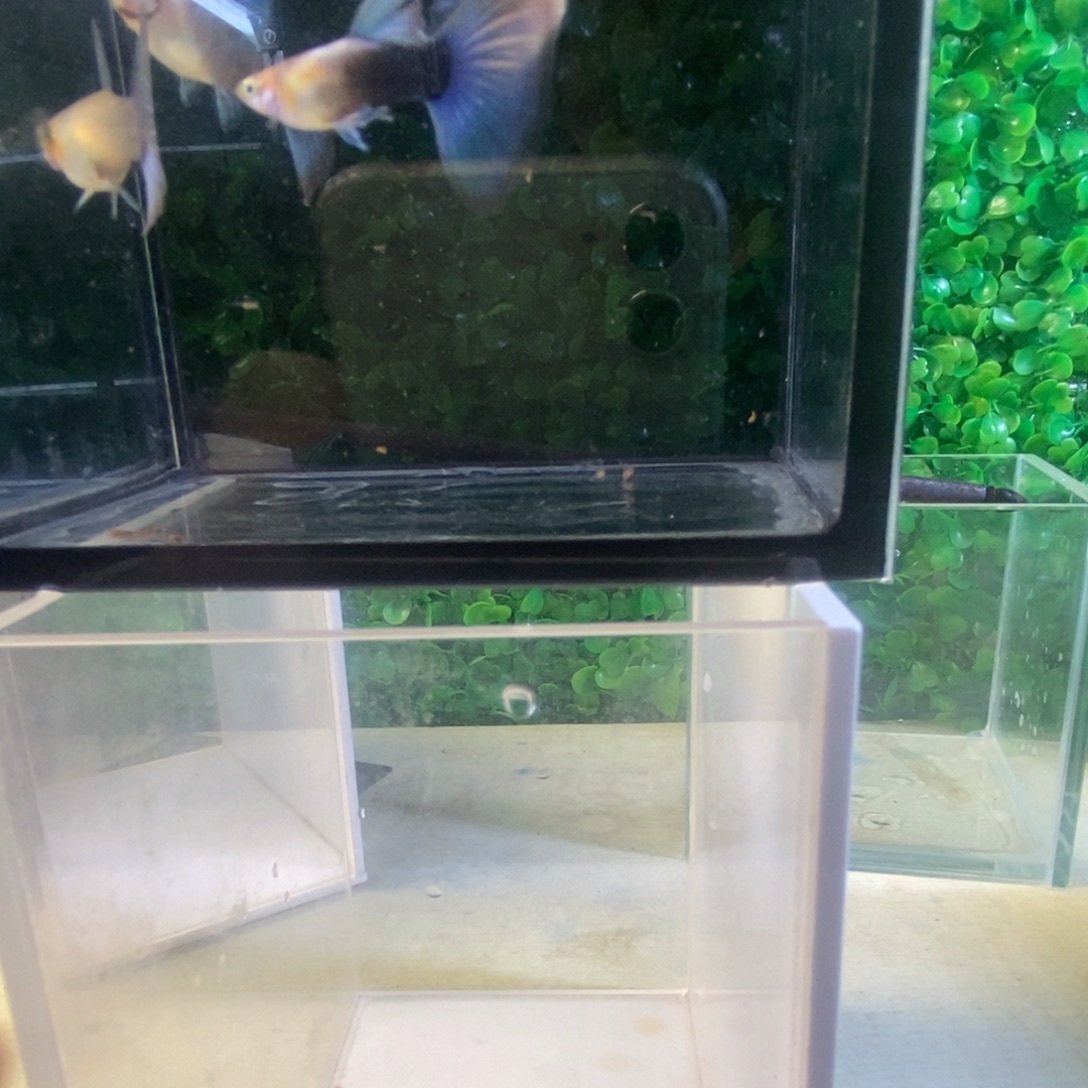 孔雀鱼黄花蓝礼服五条