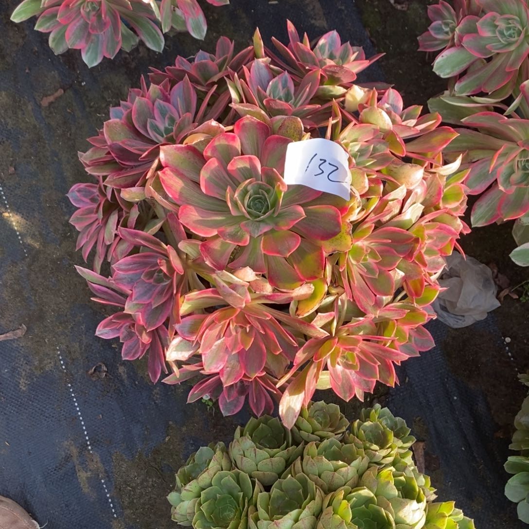 132号浣纱1颗多肉