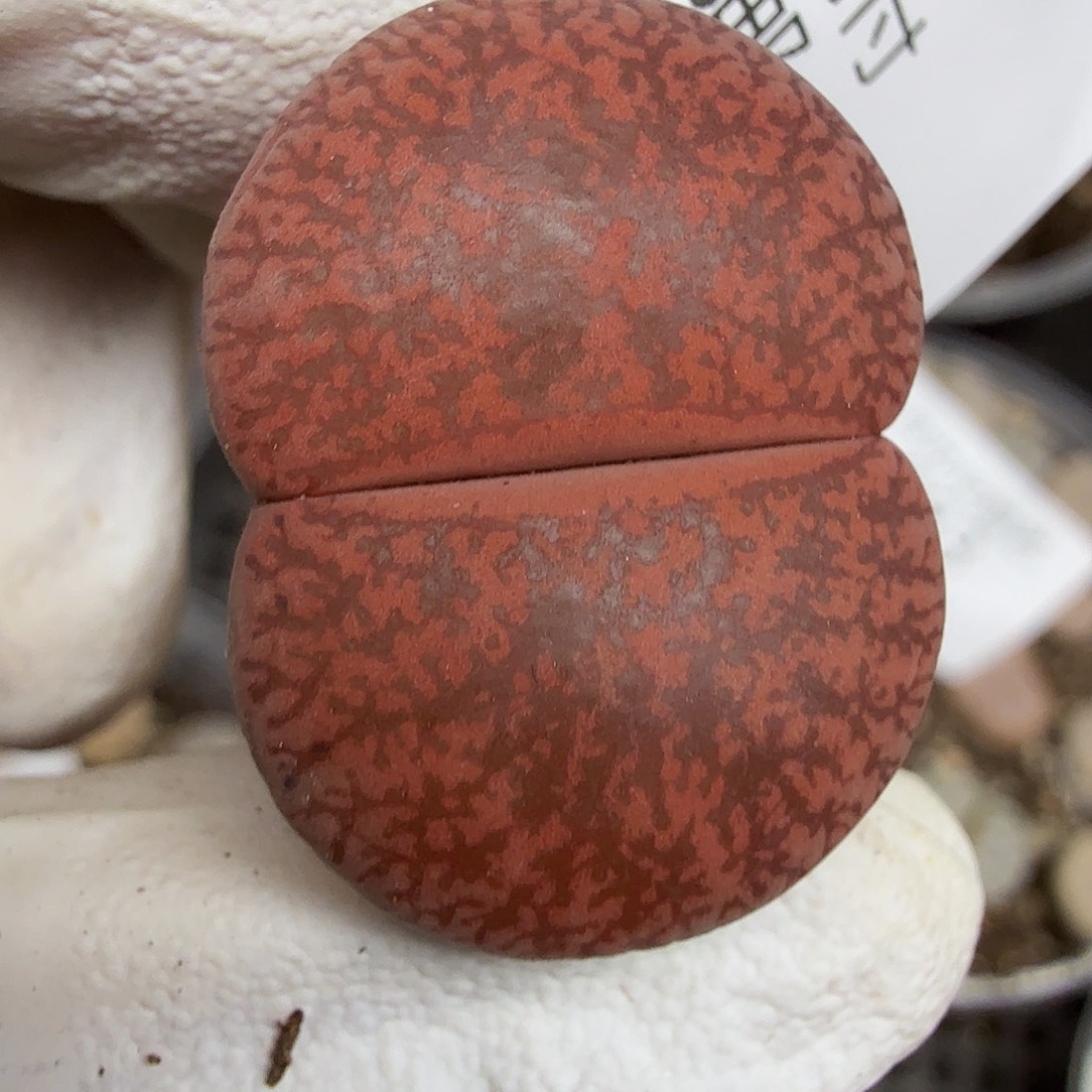 是一个不想要你做你就090 