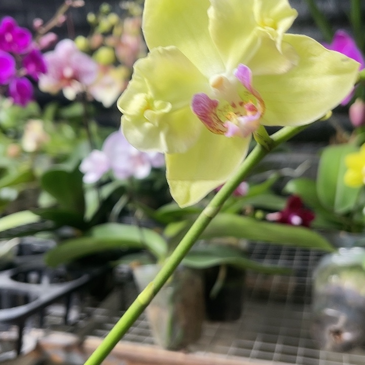 当前无花栽培后可以开花绿如意变异