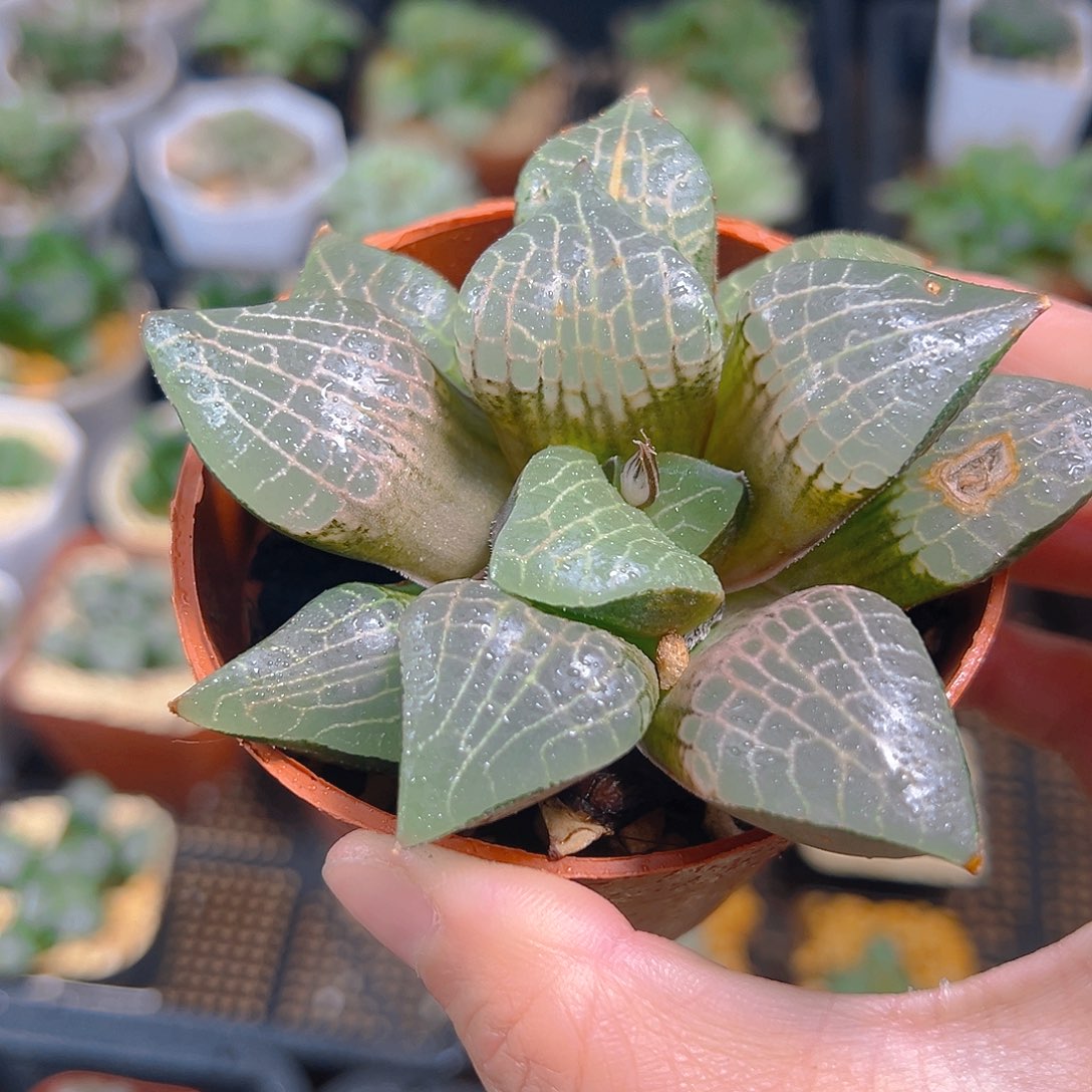 粉玻璃康平玉露多肉