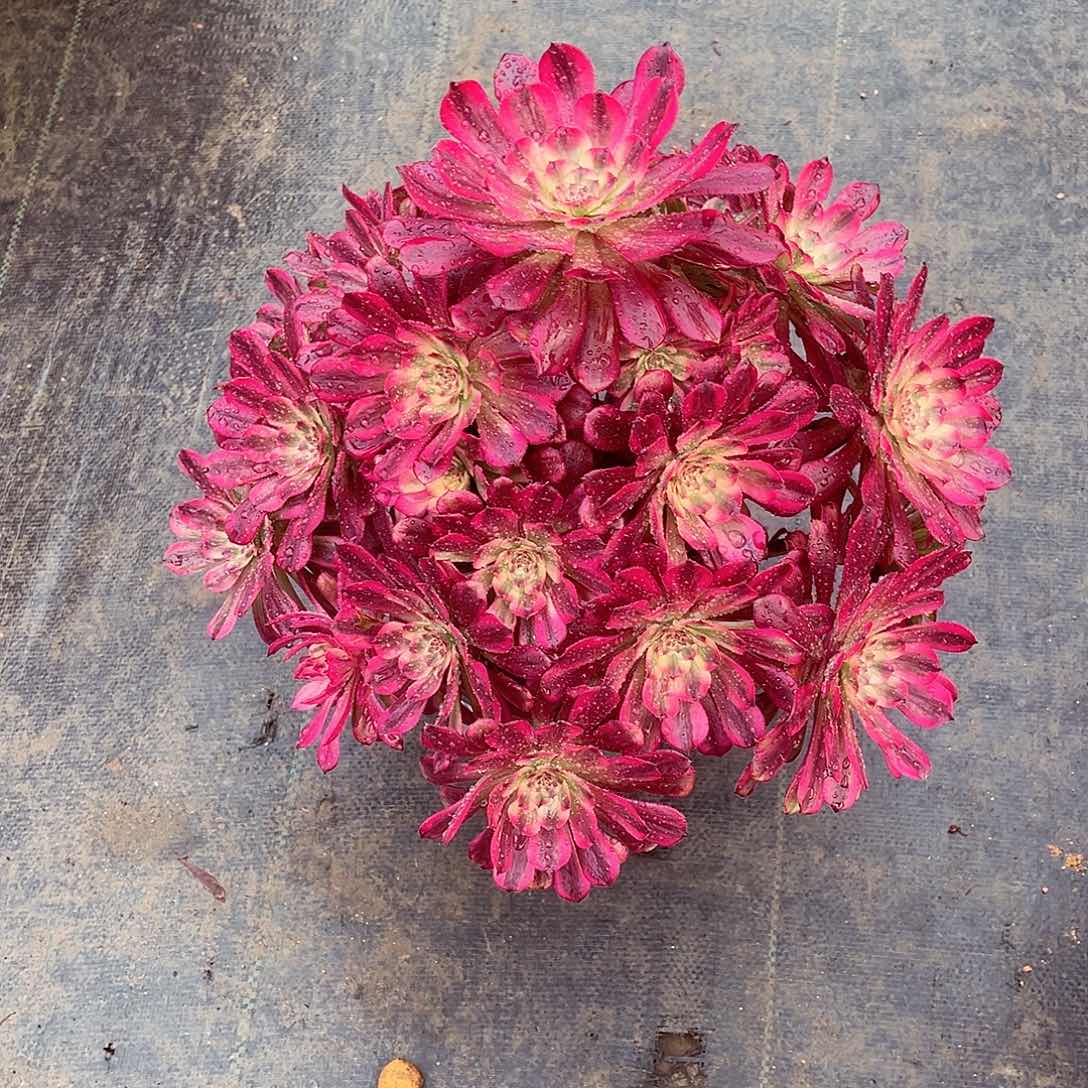 法师多肉哈哈哈哈