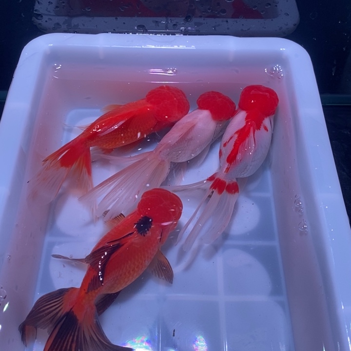 龙睛金鱼精品国狮