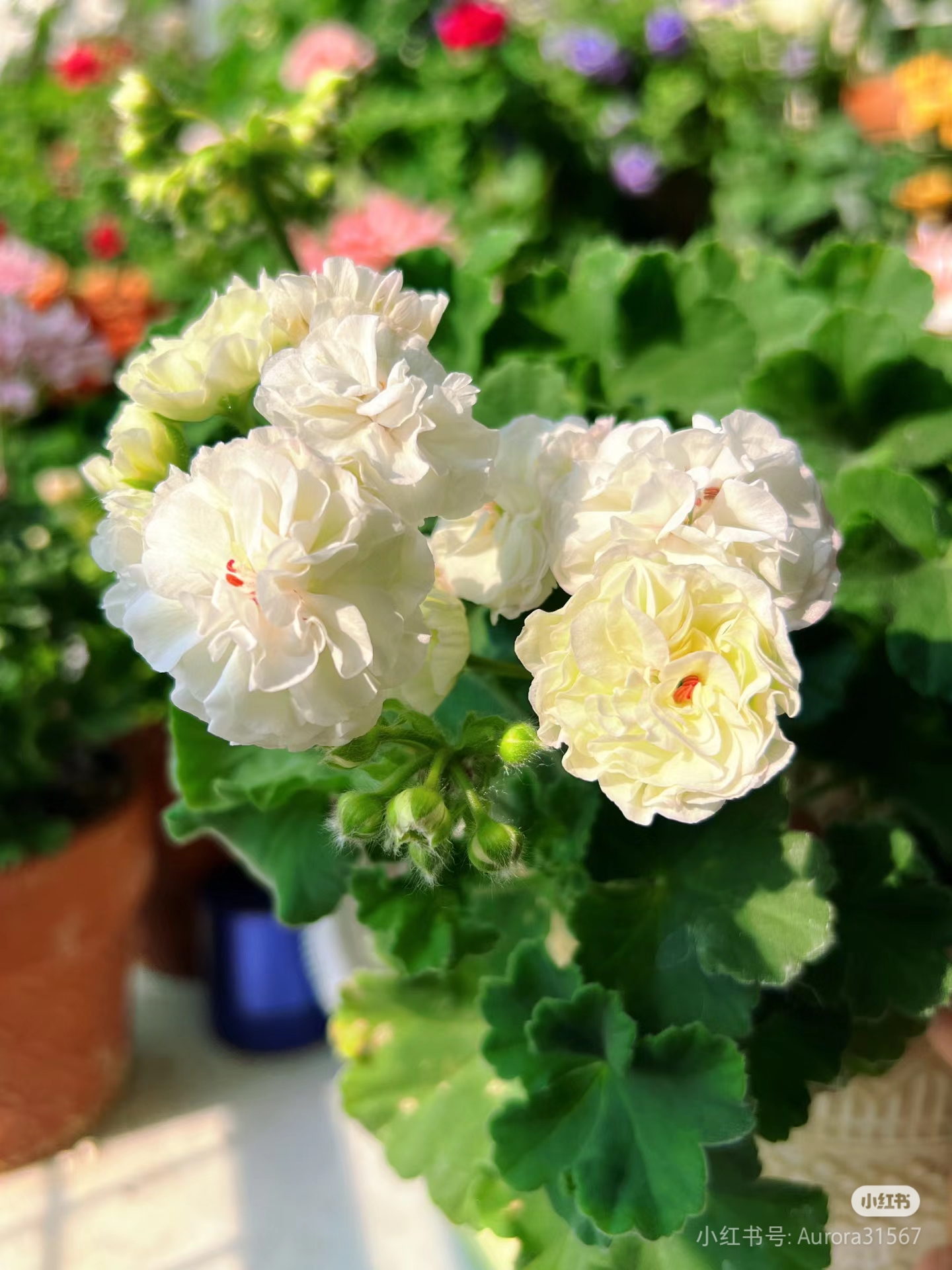 【满月】直立天竺葵（零下拍保温冻坏不售后）