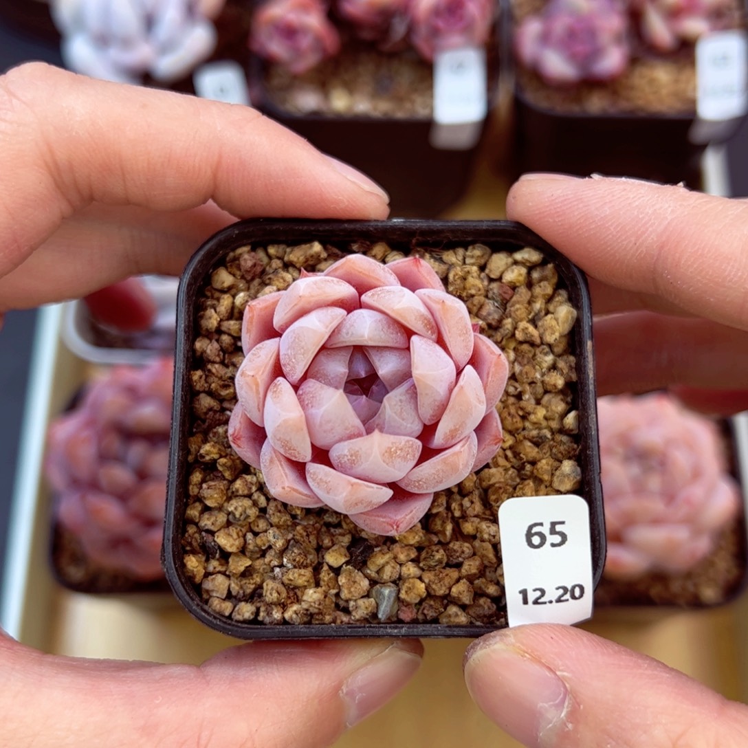 好好看65、哈哈哈哈