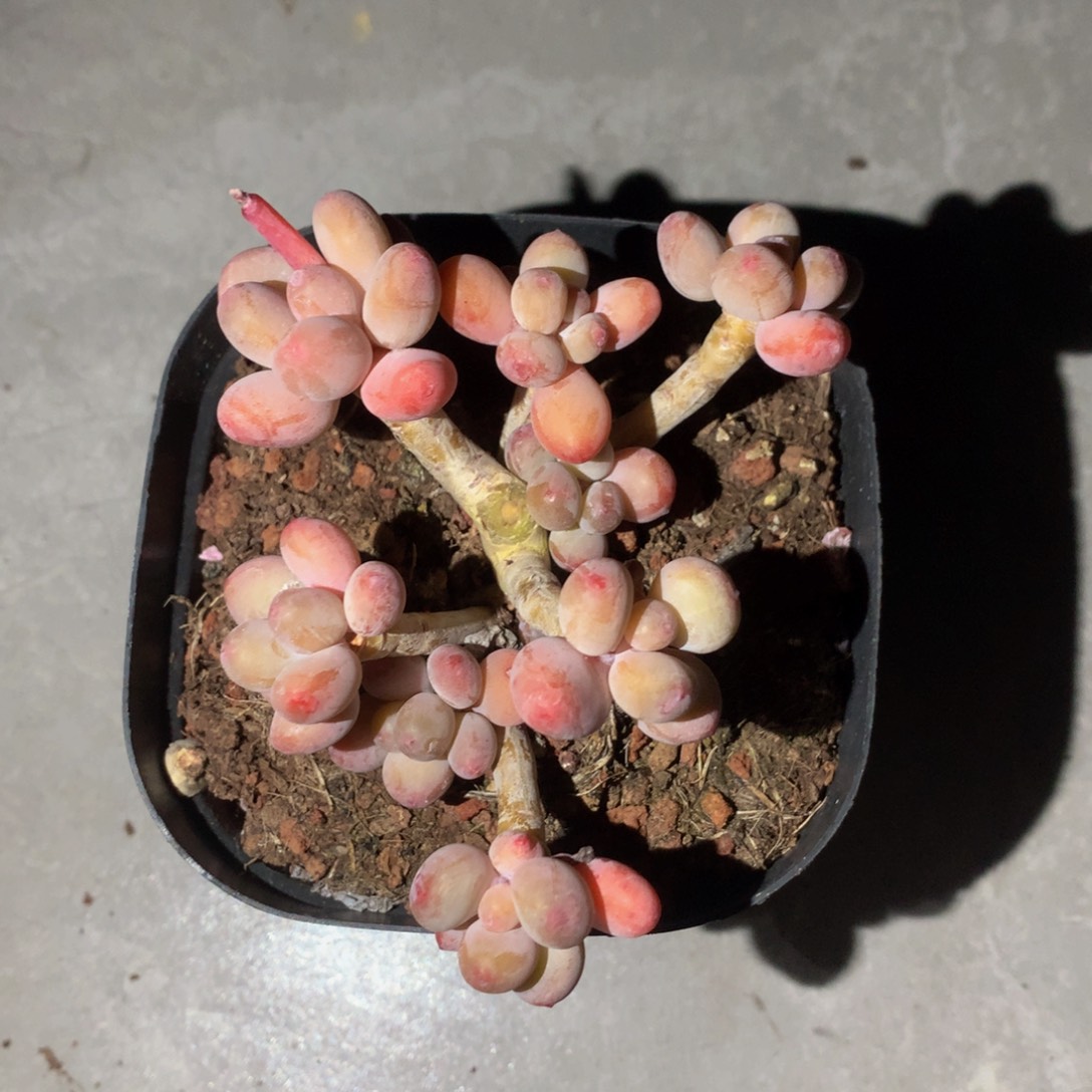 精品苹果奶有疤多肉一物一拍