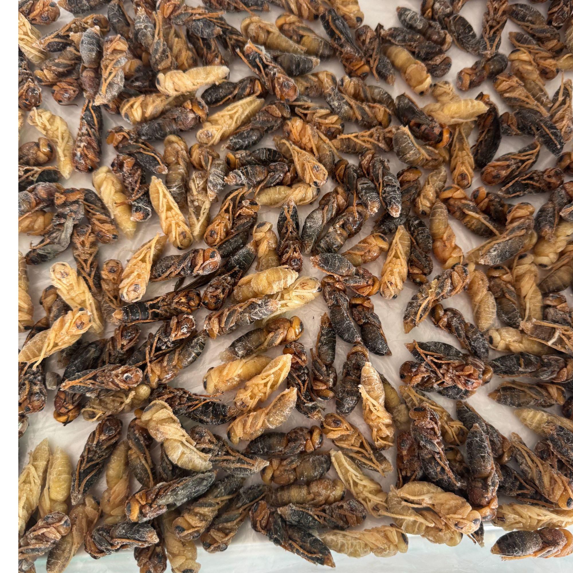 土味树蜂新鲜四级冰冻顺丰包邮