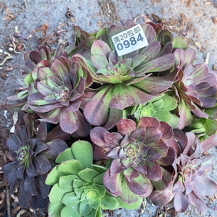 0984 一颗花月夜法师（断指没有售后）