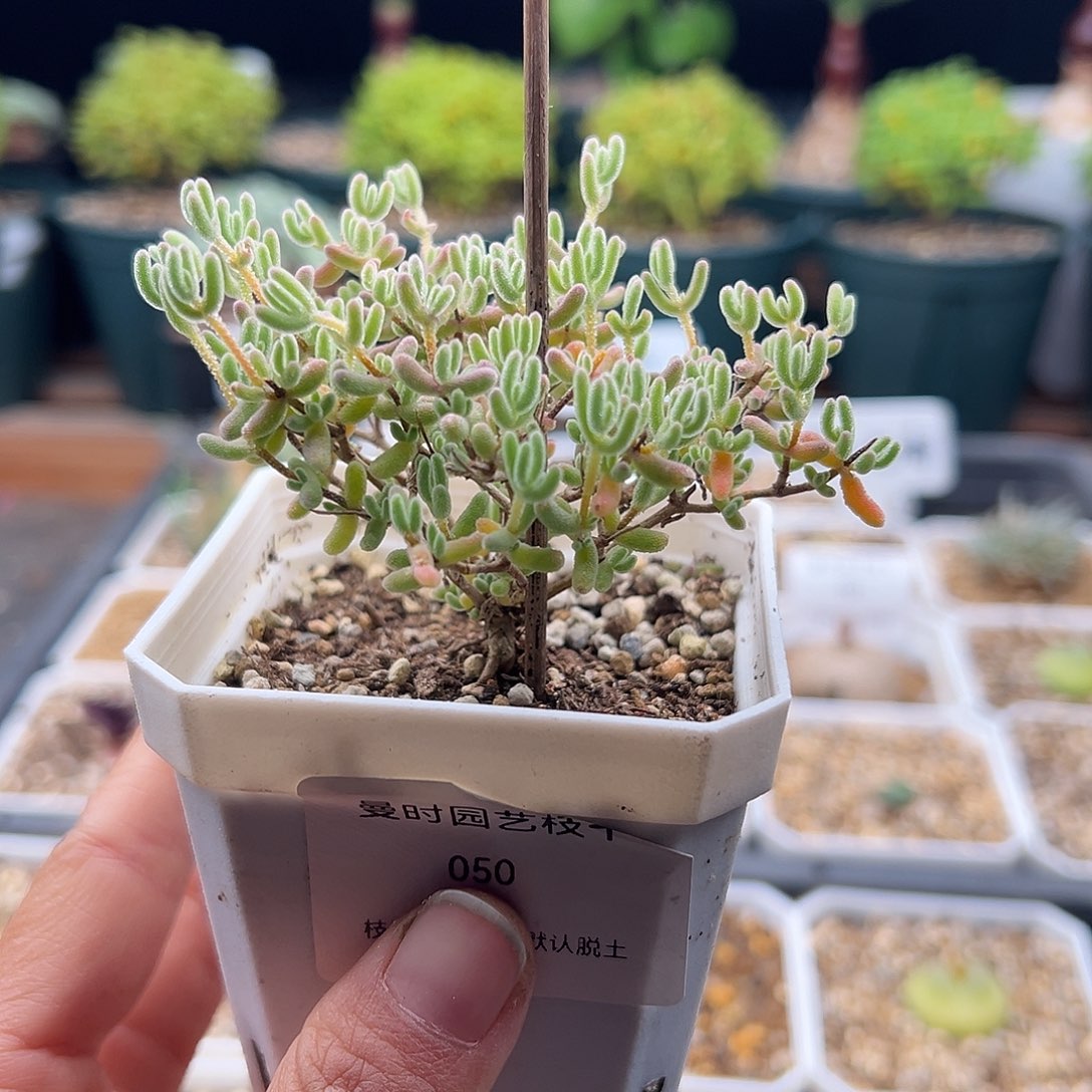 50号冰晶杂11.18多肉