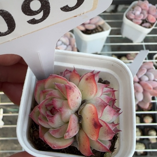 93勾魂仙子一物一拍多肉