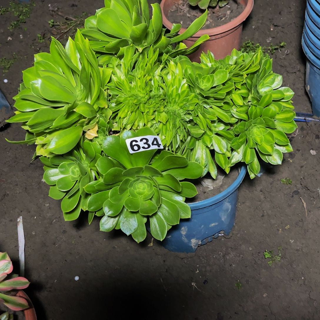 法师法师15–34包邮法师