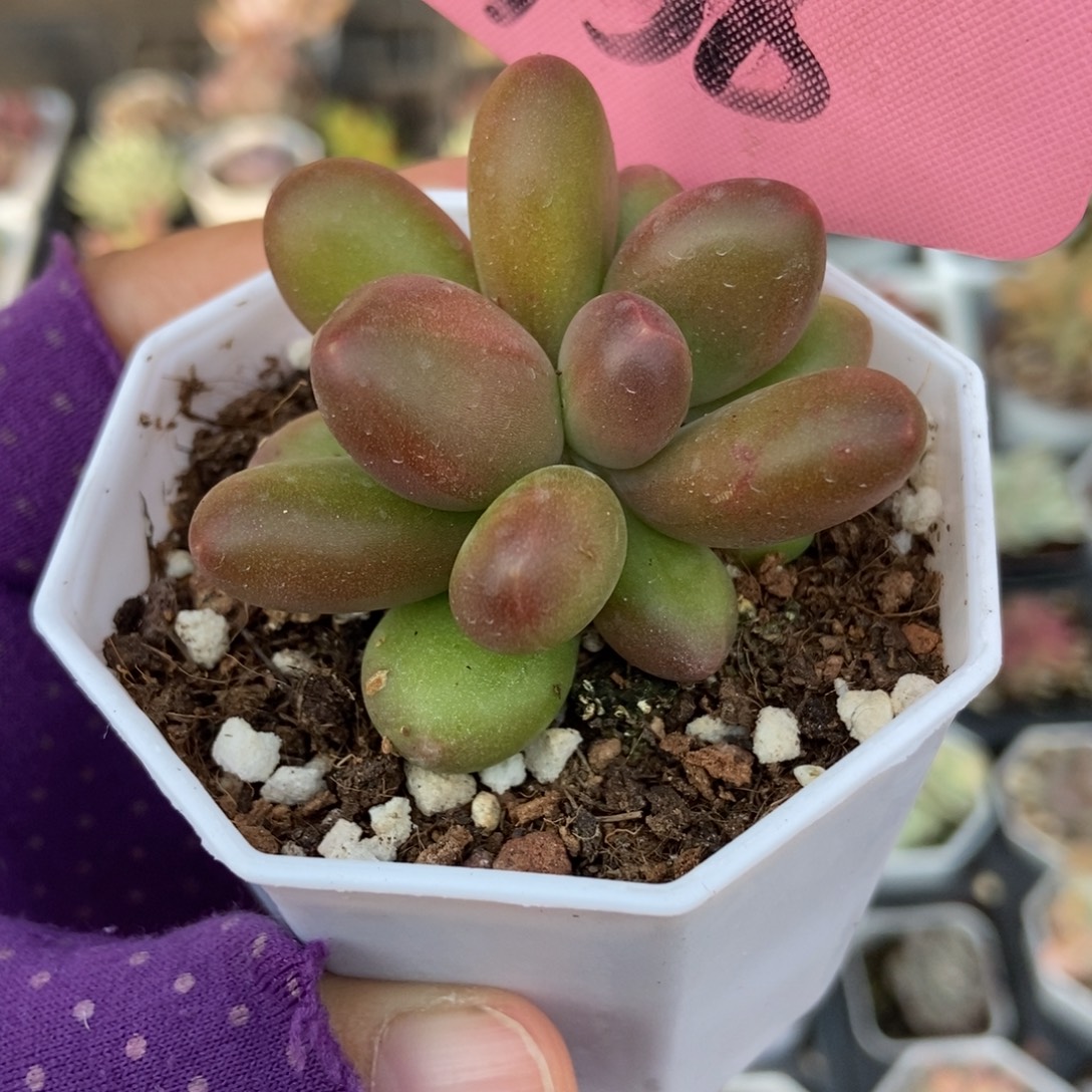 358芒果奶多肉植物