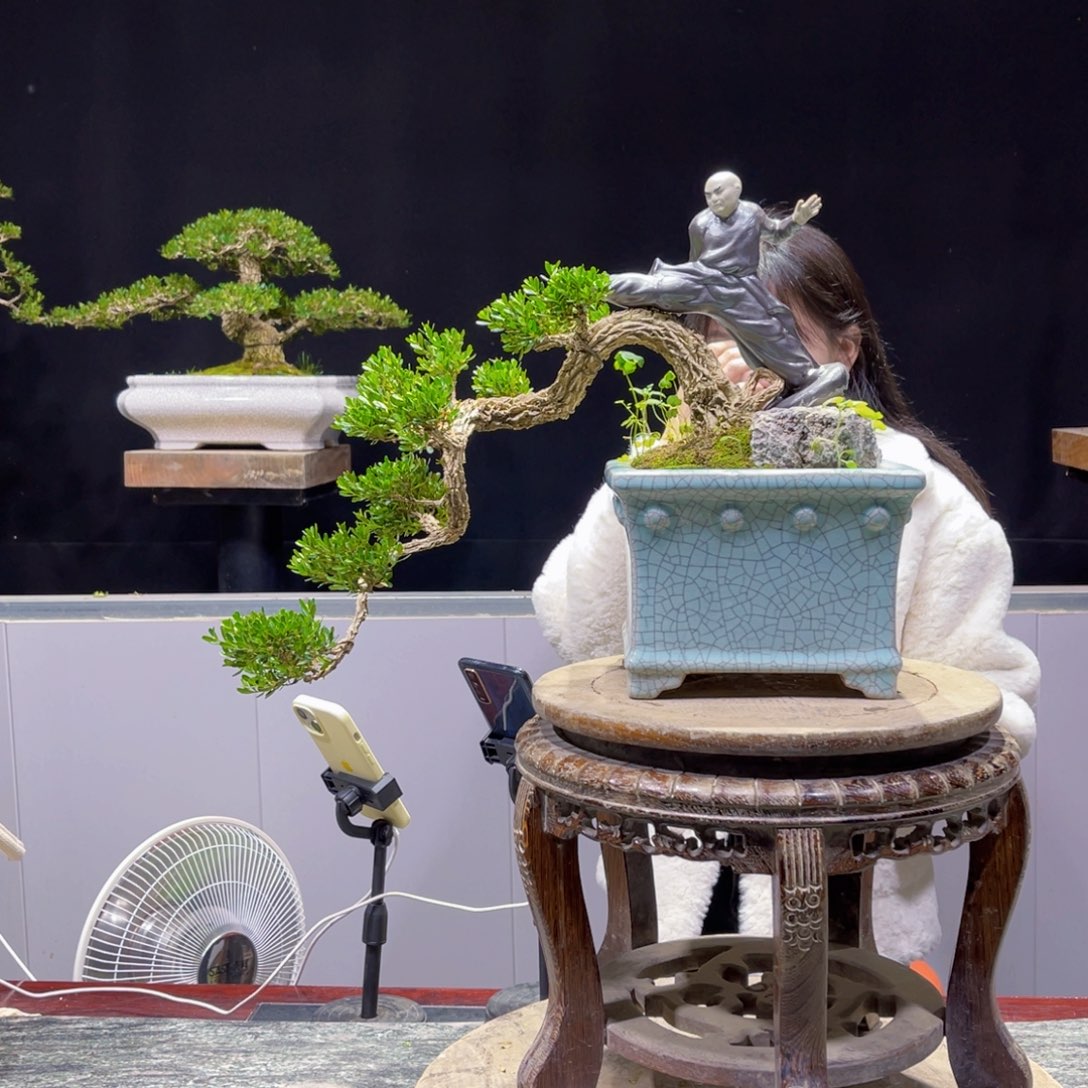 四季常青老桩黄杨盆景