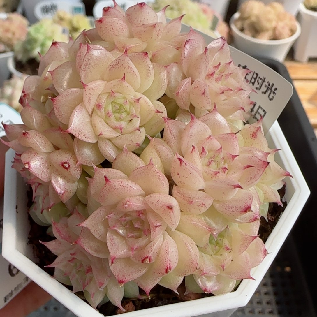 【闪购商品】0304-64优选麦杆