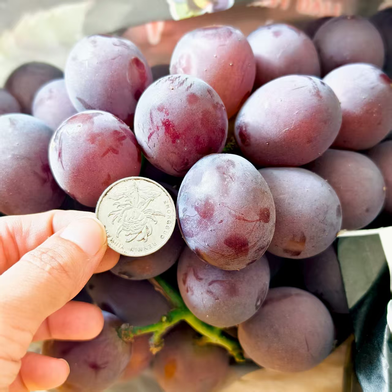 【特级辽峰 无籽纯甜】特选辽丰巨峰葡萄东北辽宁新鲜水果2/5斤整箱辽宁省