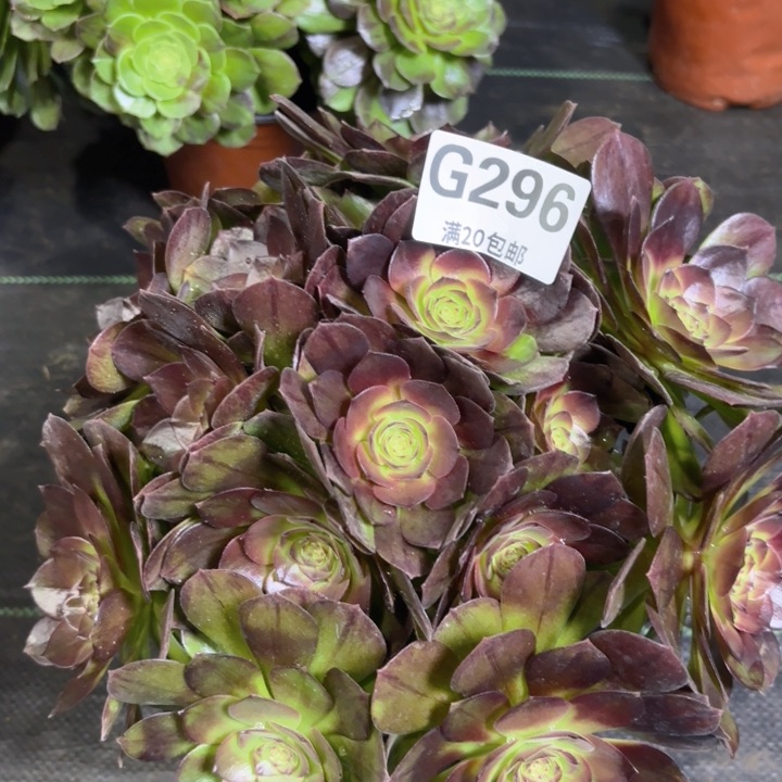 瑞妈多肉园艺296