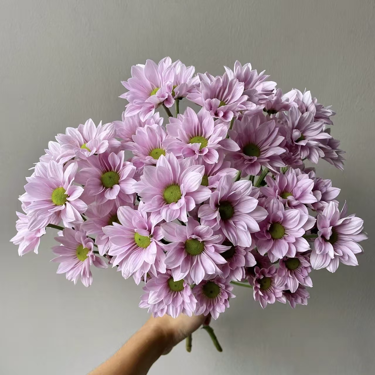 粉色三文鱼小雏菊超长花期水养(5度以下拍保温棉，不拍冻坏不售后）